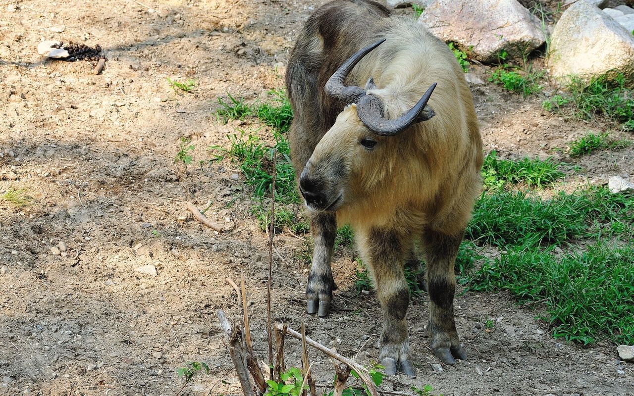 A takin, Bhutan's national animal, standing in the forest.